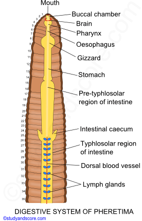 Earthworm digestive system, Earthworm coelom, Earthworm locomotion, Earthworm digestive system, longitudinal muscles, coelomic fluid, circular muscles, segments